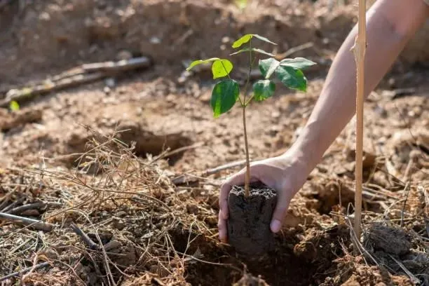 Foto: Reprodução / Mais Ambiente